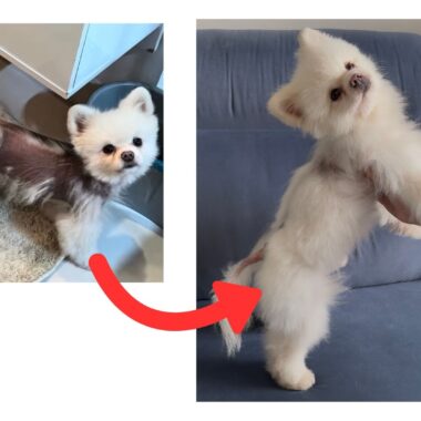 Alopecia X depois de 3 meses de tratamento