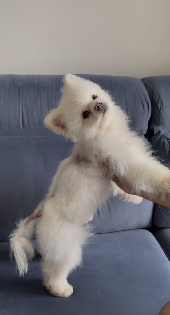 3 meses após o uso do Serum Duo Skin e Pet Skin