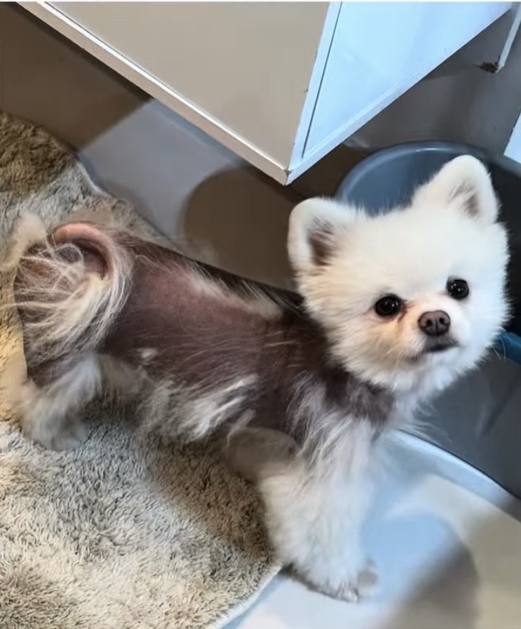 Alopecia X em Spitz Alemão
