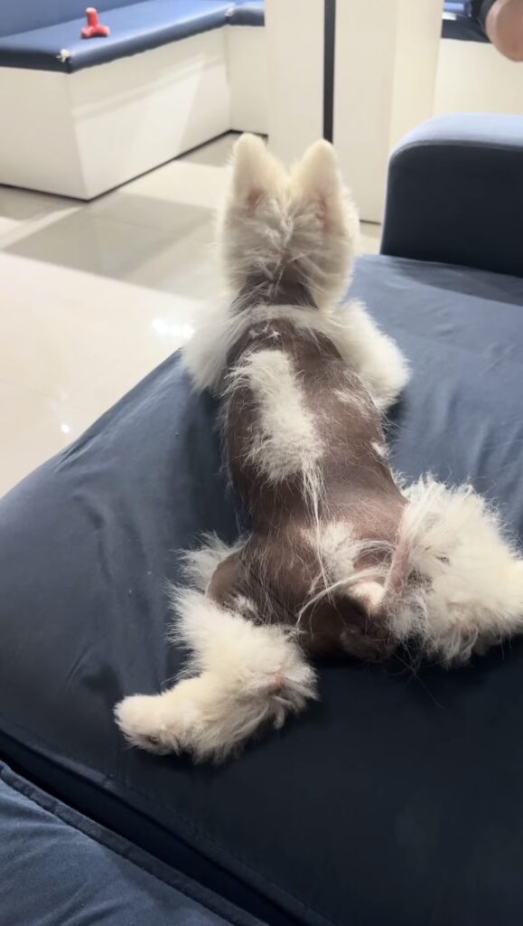 Alopecia X em Spitz Alemão