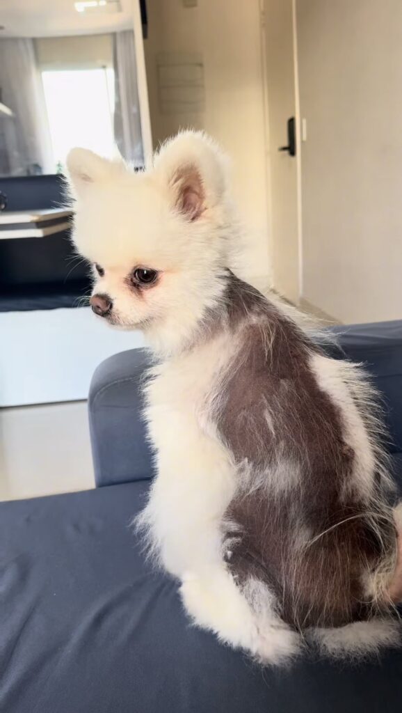 Alopecia X em Spitz Alemão