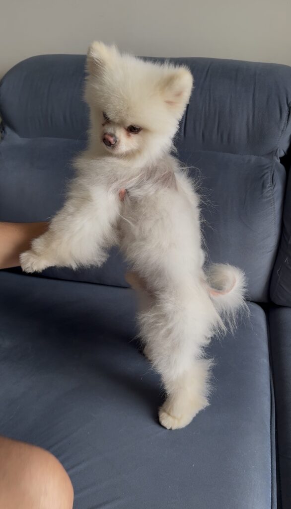 3 meses após o início do uso do Pet Skin e Duo Skin