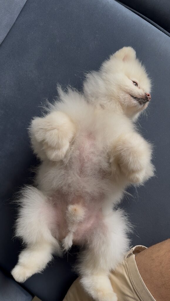 3 meses após o início do uso do Pet Skin e Duo Skin