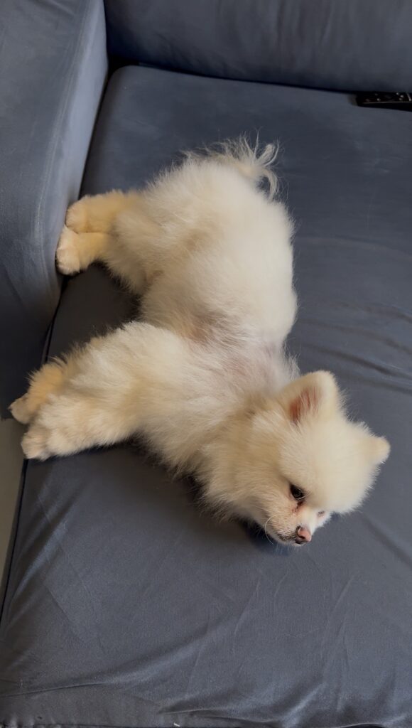 3 meses após o início do uso do Pet Skin e Duo Skin